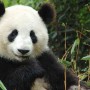 Panda_China