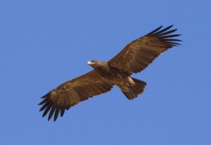 Indian_Spotted_Eagle_in_flight_view