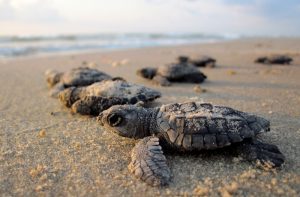 Volunteering at Saba Asri Sea Turtle Conservation in Bali - Destination